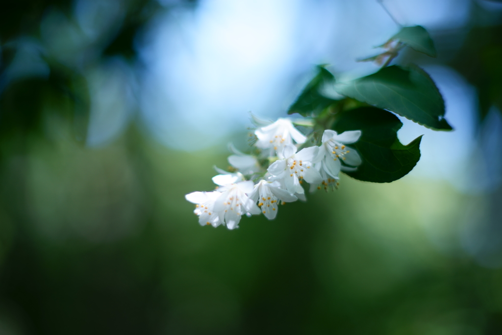 森の花