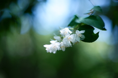 森の花