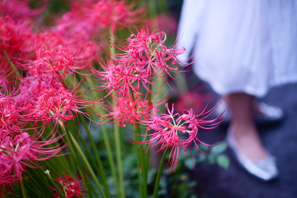 曼珠沙華