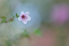 富士桜