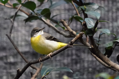 動物園の鳥さん　3　キセキレイ