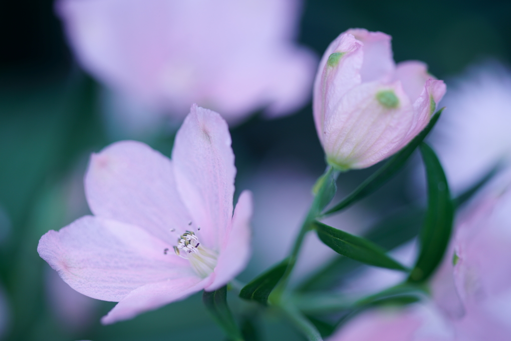 淡いピンクの花