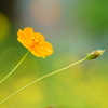 beauty wild