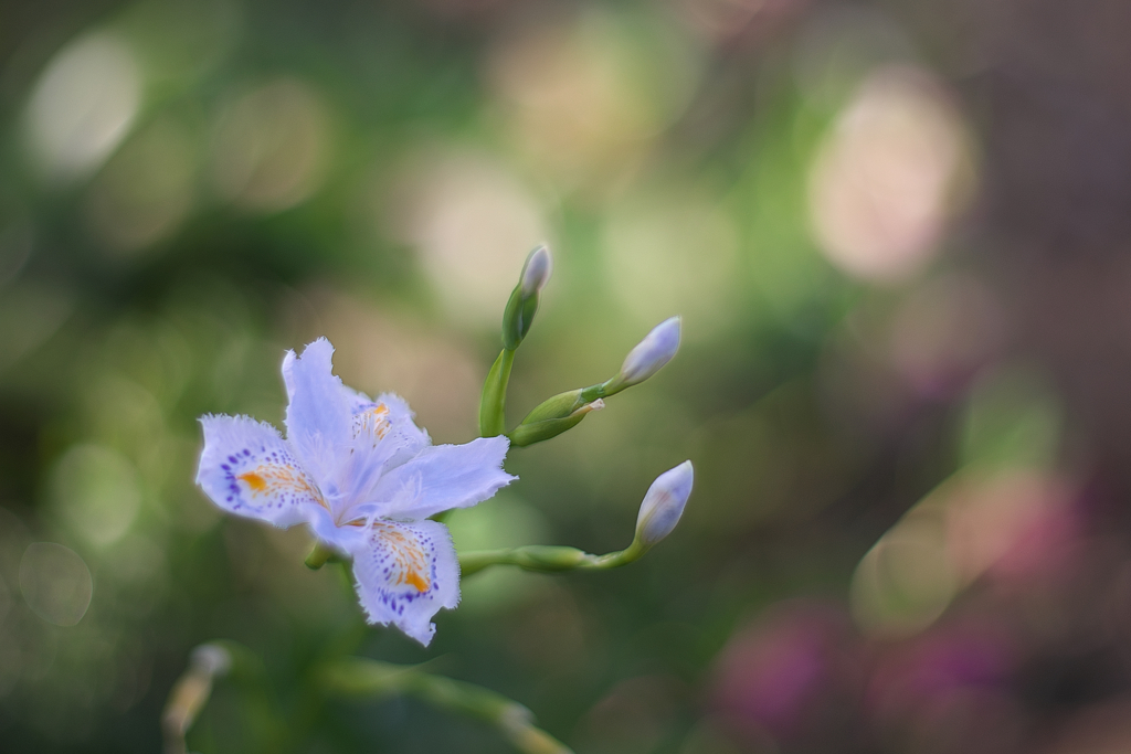 こんな花をシャガしてました。