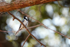 シジュウカラさん