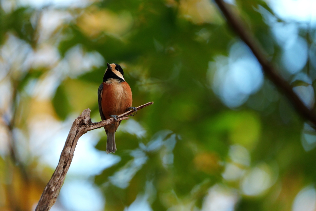 ヤマガラさん　2