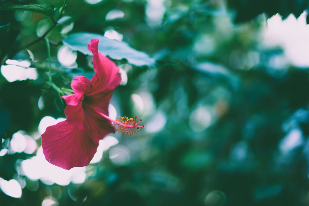 HIbiscus