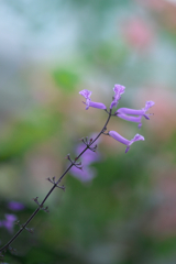 温室の花　2