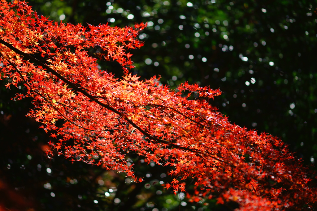 寂光院　きらめきの紅葉