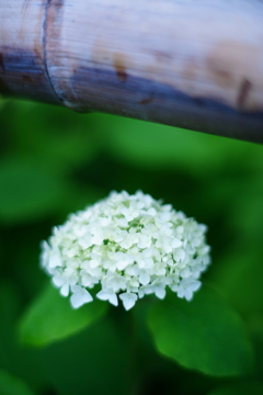 紫陽花・白
