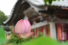 香勝寺の蓮