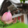 香勝寺の蓮