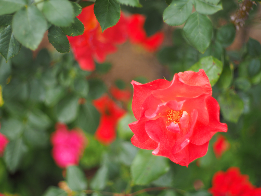 魅惑の薔薇