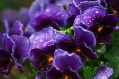 Viola purple