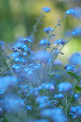 little blue
