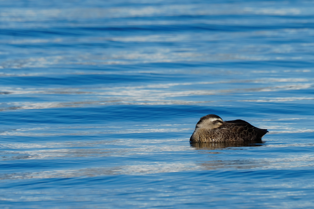 湖畔のカモさん