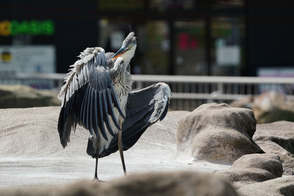 Ardea Cinerea