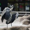 Ardea Cinerea