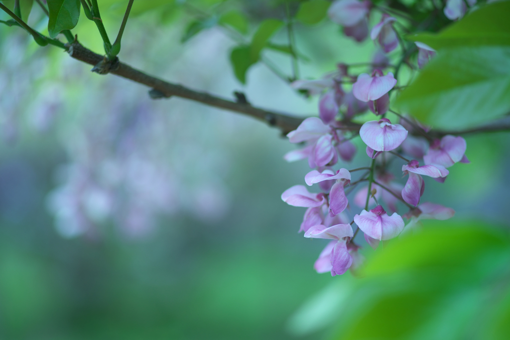 藤の花房を見つけて