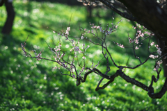 梅咲く公園にて