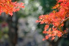 まだ紅葉　2