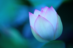 lotus flower 2