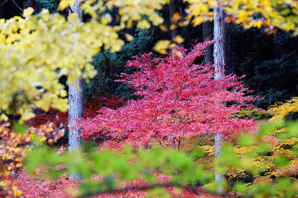 小國神社の紅葉　3
