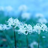 川辺の白い曼珠沙華