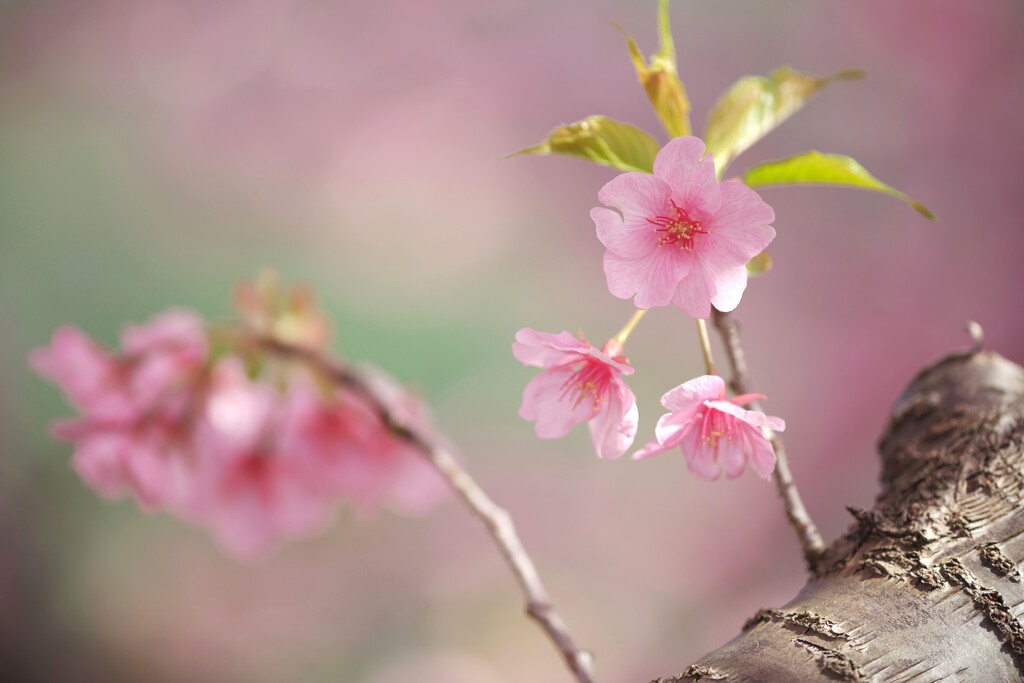 河津桜　6