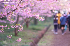 河津桜の散歩道in浜松
