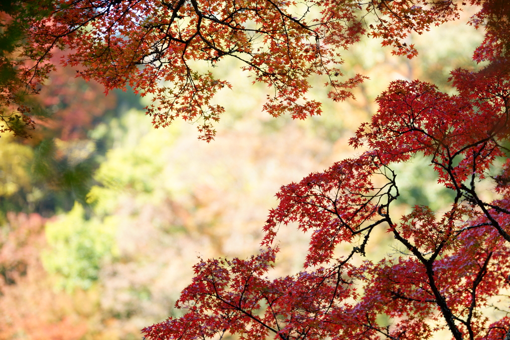 紅葉の森
