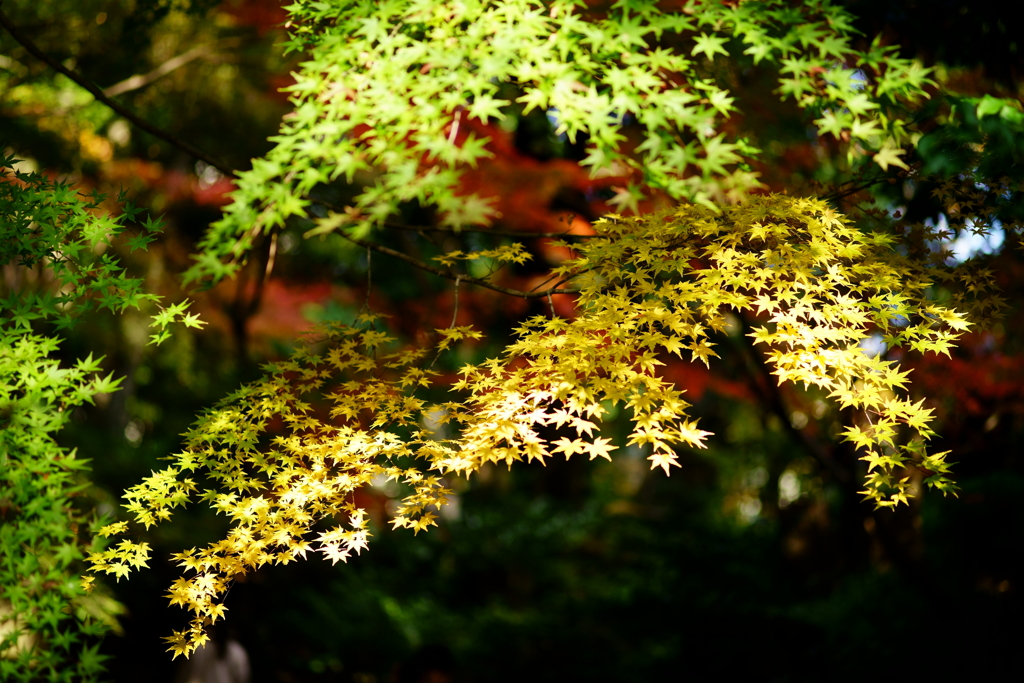 徳川園の紅葉　6