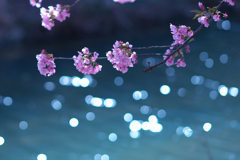 河津桜とキラキラと
