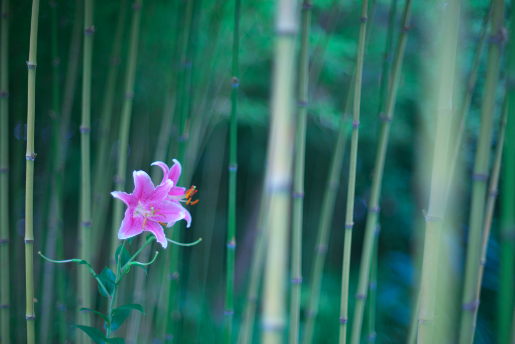竹林のゆり