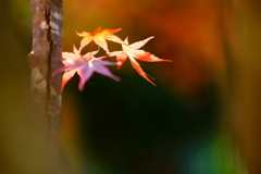 法多山の紅葉　2