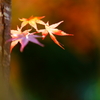 法多山の紅葉　2