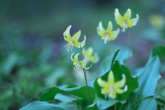 Yellow  fairy 2