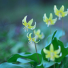 Yellow  fairy 2
