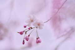 桜咲いて