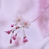 桜咲いて