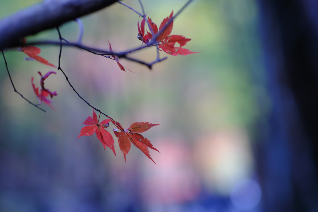 小國神社の紅葉　2