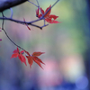 小國神社の紅葉　2