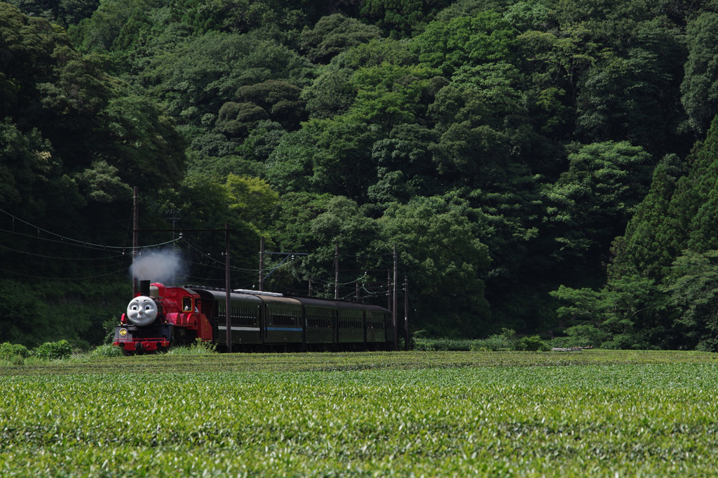 ジェームス号、茶畑を走る！