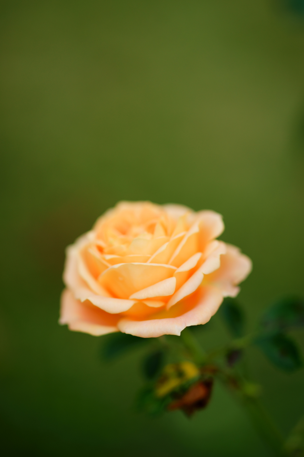 薔薇
