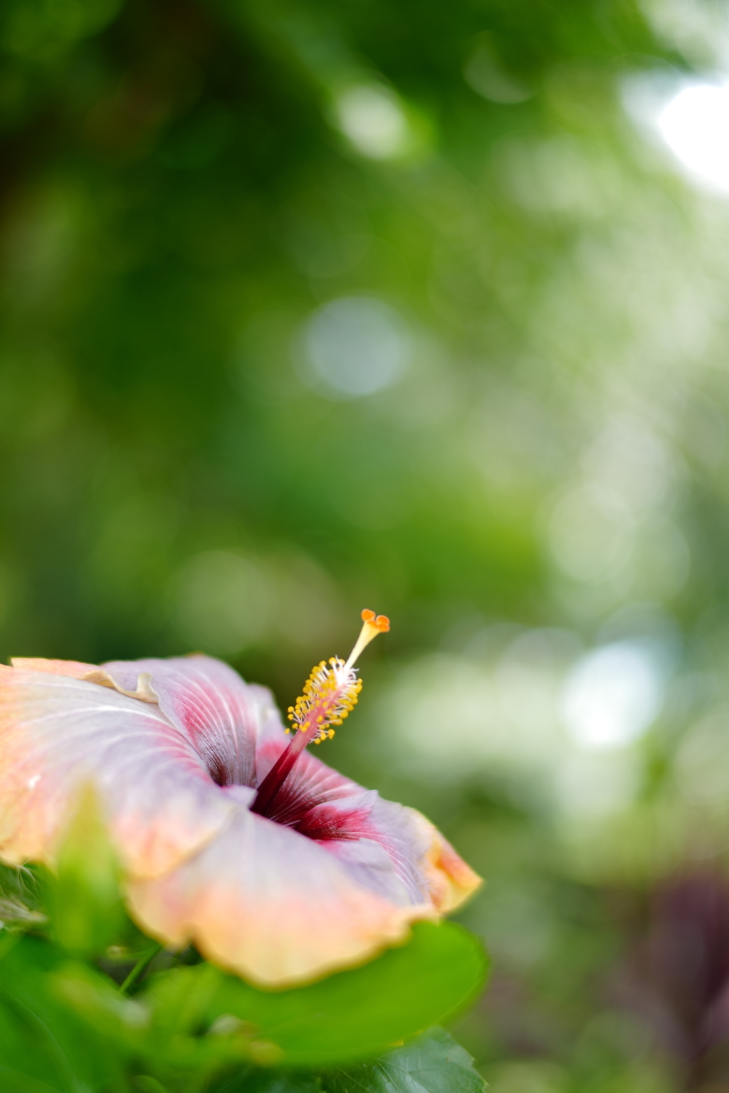 delicate beauty
