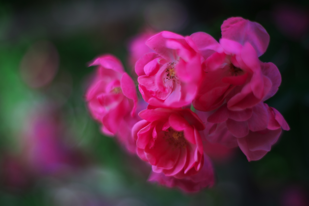 薔薇