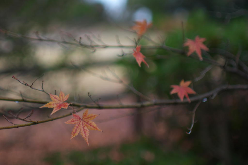 寂しい紅葉