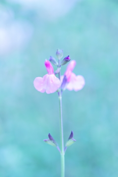 Little cute flowers