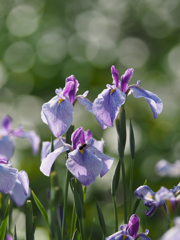 ひだまりの花菖蒲