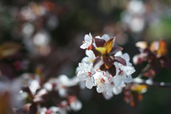 スモモの花が咲く